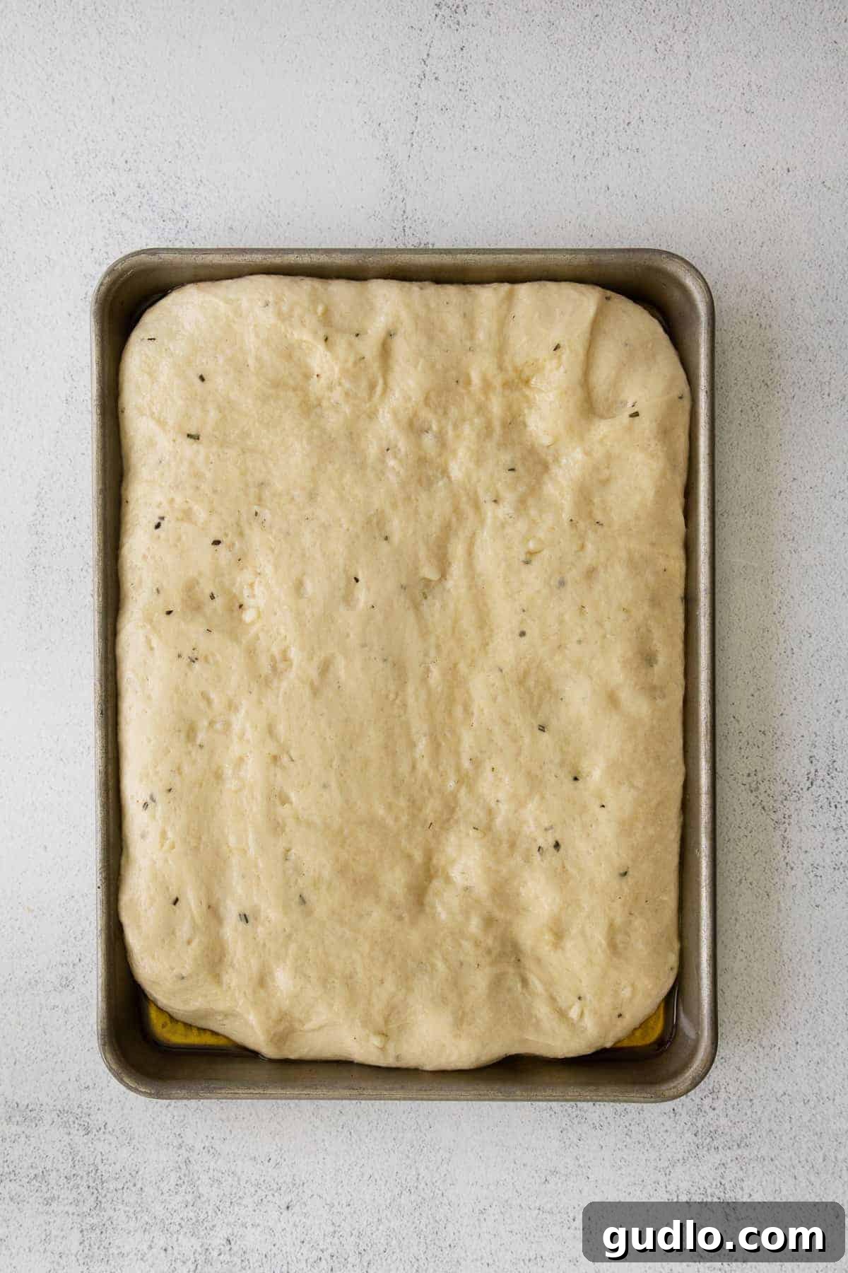 Focaccia Dough in Pan, Ready for Oven Focaccia dough in a sheet pan, glistening with olive oil and ready for dimpling before its final bake